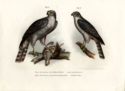 Hawk by German School